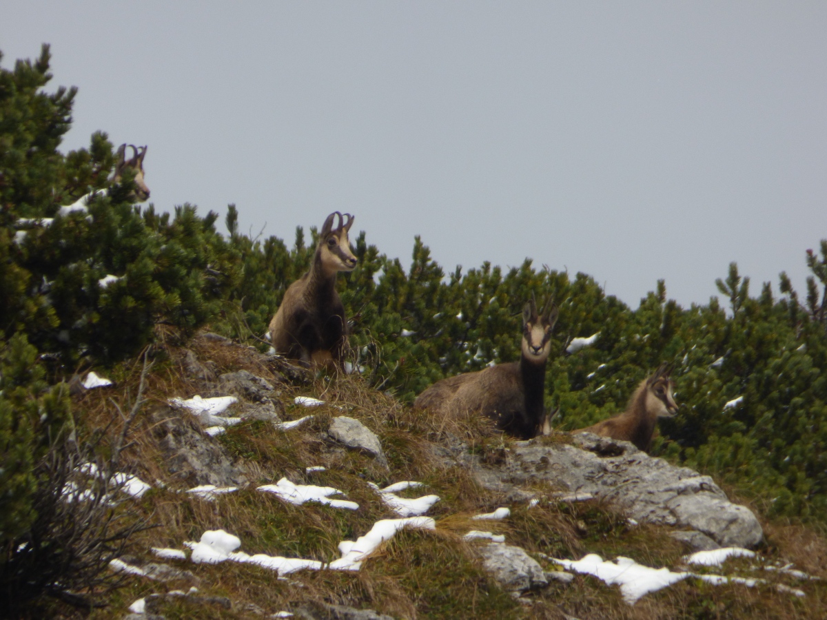 Instant Alpok – Zergék és kövirigó Höllentalban